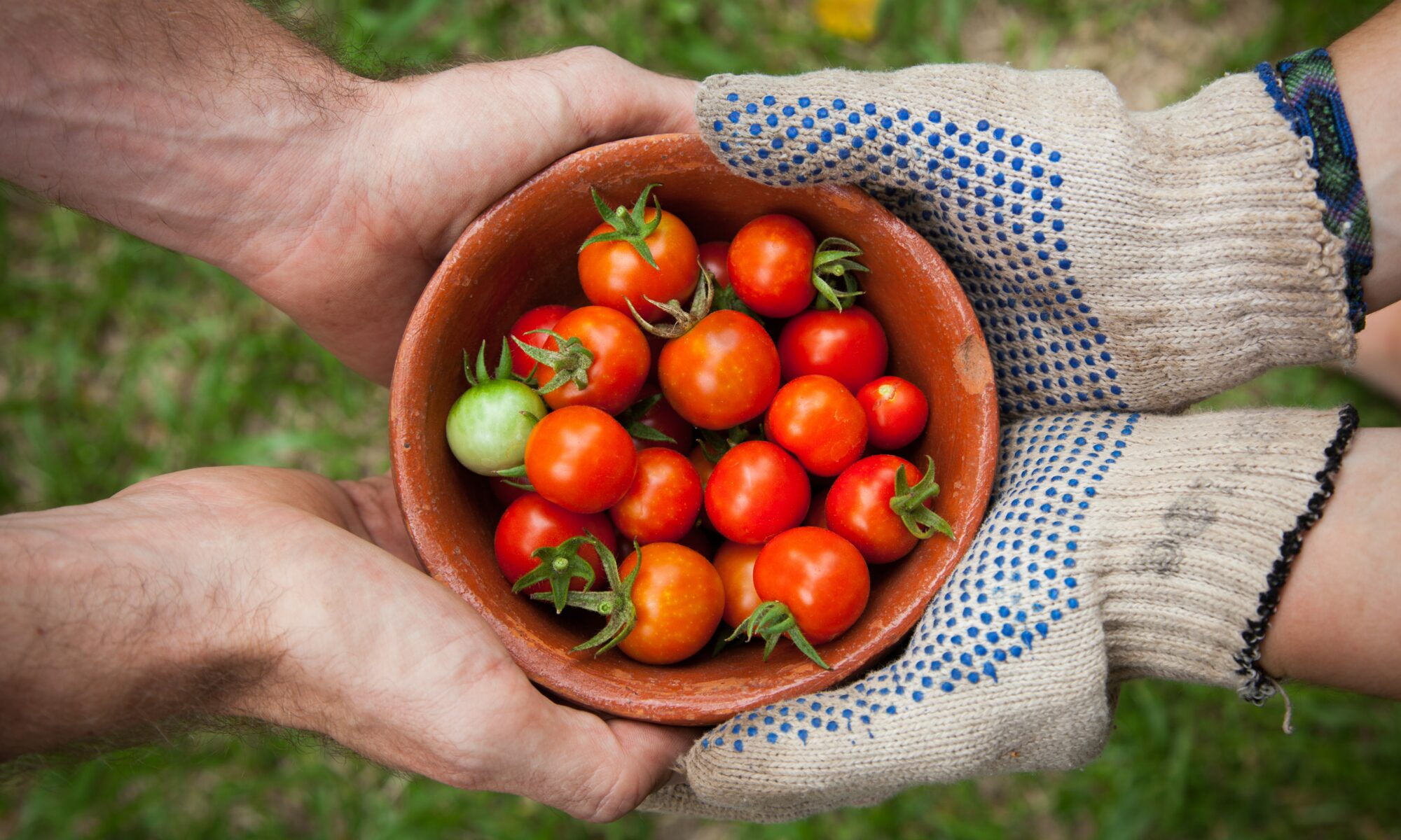 two sets of hands holding a bowl of tomatoes image a